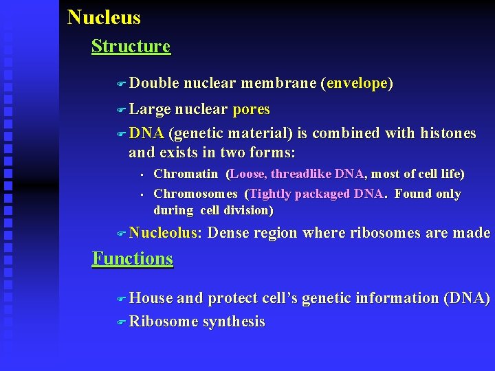 Nucleus Structure F Double nuclear membrane (envelope) F Large nuclear pores F DNA (genetic