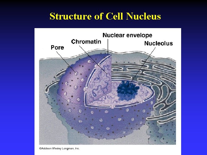 Structure of Cell Nucleus 