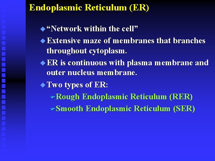 Endoplasmic Reticulum (ER) u “Network within the cell” u Extensive maze of membranes that