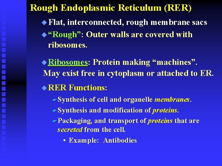 Rough Endoplasmic Reticulum (RER) u Flat, interconnected, rough membrane sacs u “Rough”: Outer walls