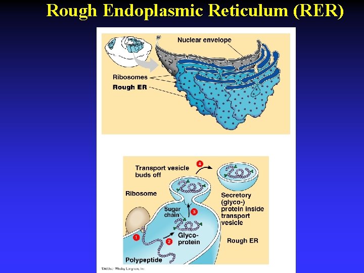 Rough Endoplasmic Reticulum (RER) 