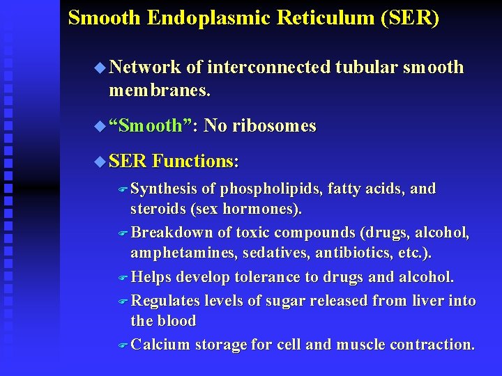 Smooth Endoplasmic Reticulum (SER) u Network of interconnected tubular smooth membranes. u “Smooth”: No