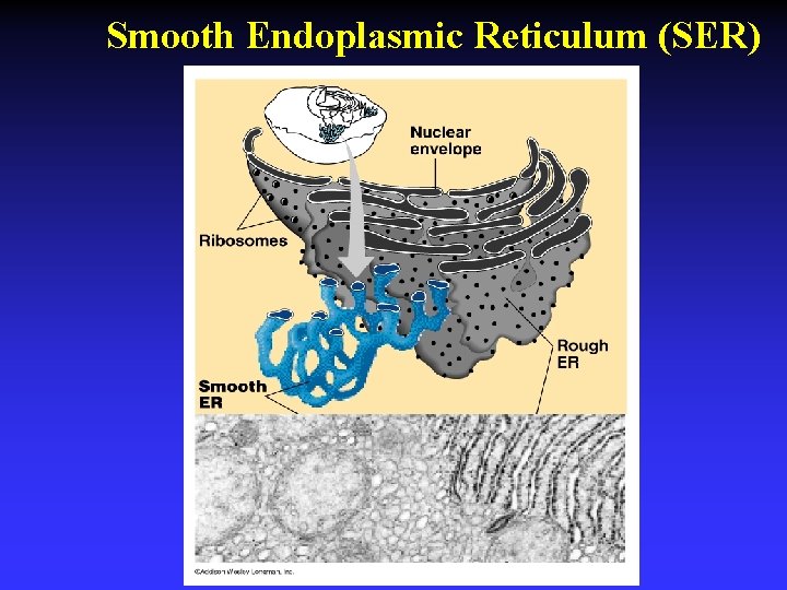 Smooth Endoplasmic Reticulum (SER) 