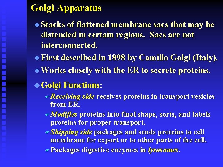 Golgi Apparatus u Stacks of flattened membrane sacs that may be distended in certain