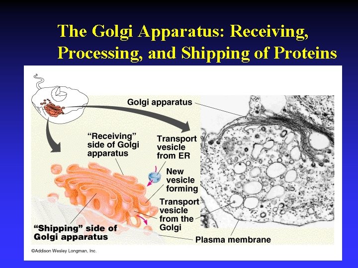 The Golgi Apparatus: Receiving, Processing, and Shipping of Proteins 