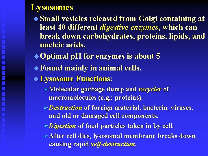 Lysosomes u Small vesicles released from Golgi containing at least 40 different digestive enzymes,