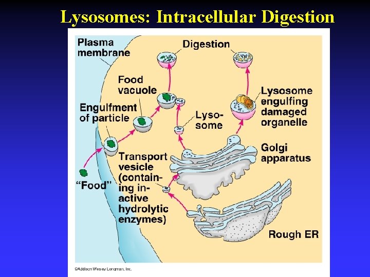 Lysosomes: Intracellular Digestion 