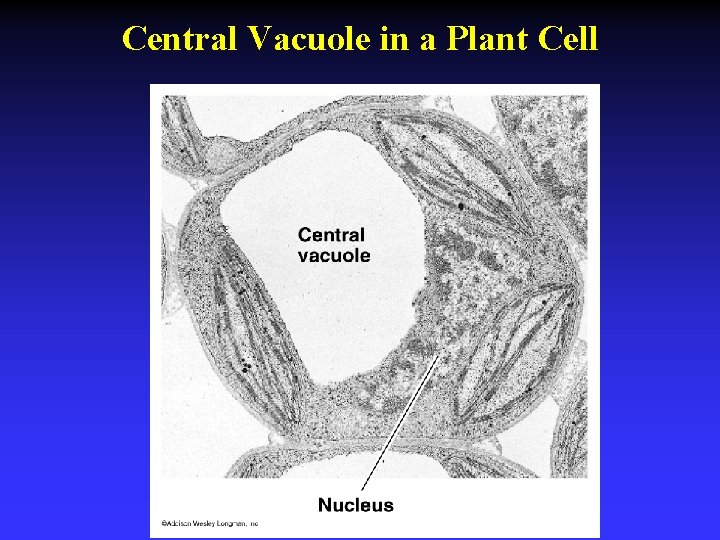 Central Vacuole in a Plant Cell 