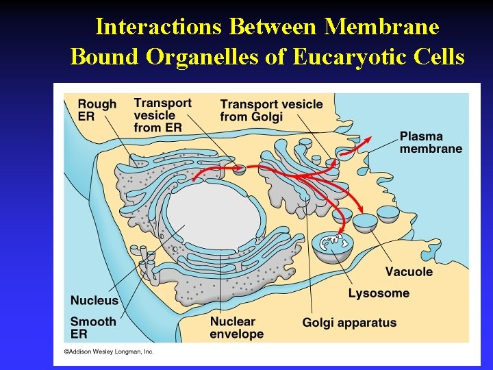 Interactions Between Membrane Bound Organelles of Eucaryotic Cells 
