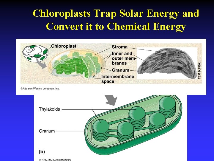 Chloroplasts Trap Solar Energy and Convert it to Chemical Energy 