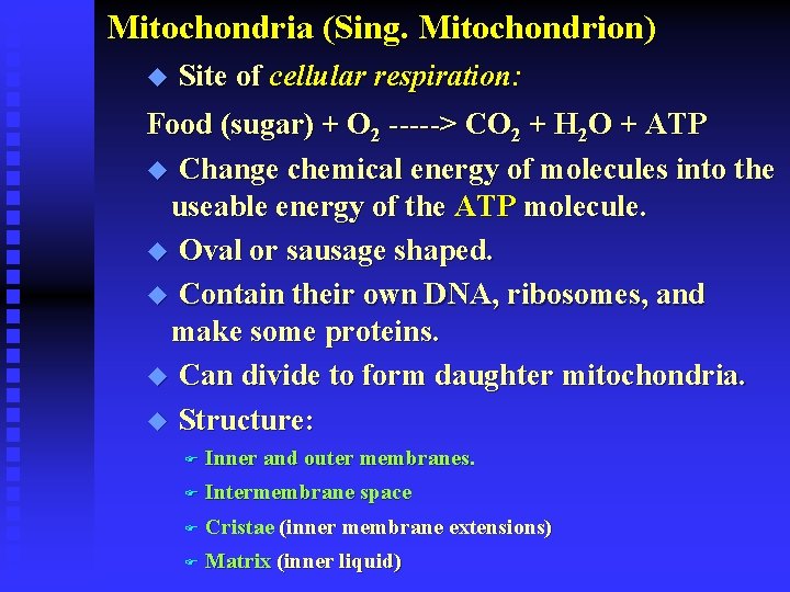 Mitochondria (Sing. Mitochondrion) u Site of cellular respiration: Food (sugar) + O 2 ----->