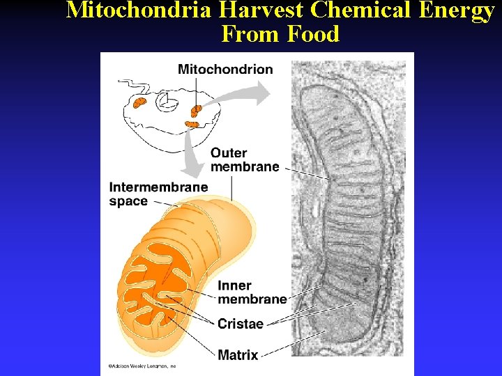 Mitochondria Harvest Chemical Energy From Food 