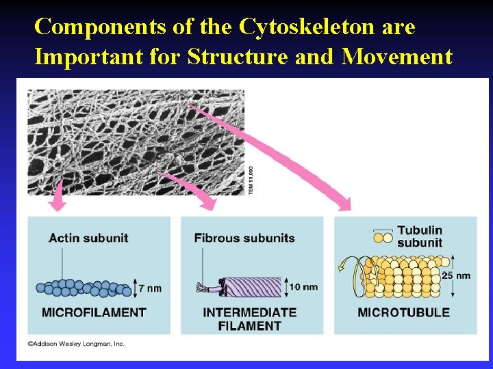 Components of the Cytoskeleton are Important for Structure and Movement 