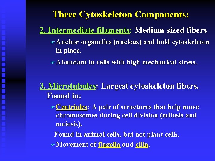Three Cytoskeleton Components: 2. Intermediate filaments: Medium sized fibers F Anchor organelles (nucleus) and