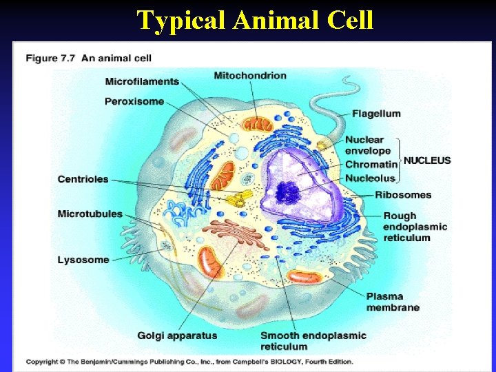 Typical Animal Cell 
