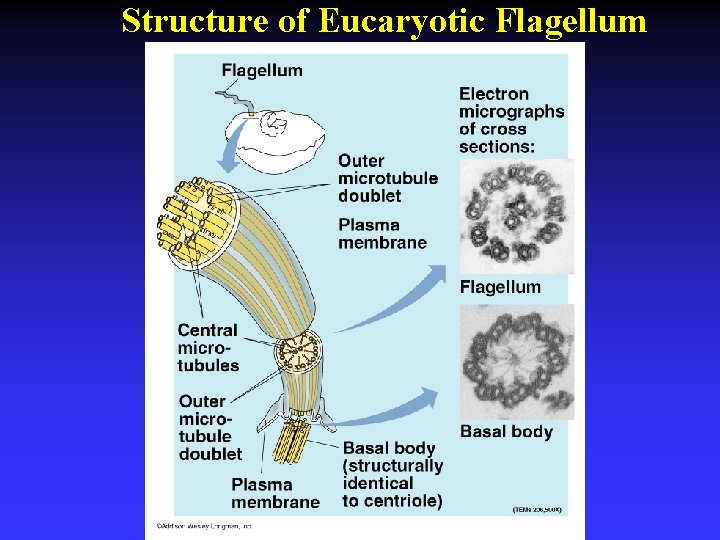 Structure of Eucaryotic Flagellum 