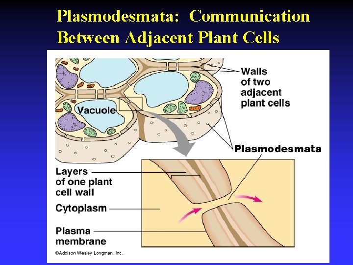 Plasmodesmata: Communication Between Adjacent Plant Cells 