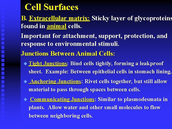 Cell Surfaces B. Extracellular matrix: Sticky layer of glycoproteins found in animal cells. Important