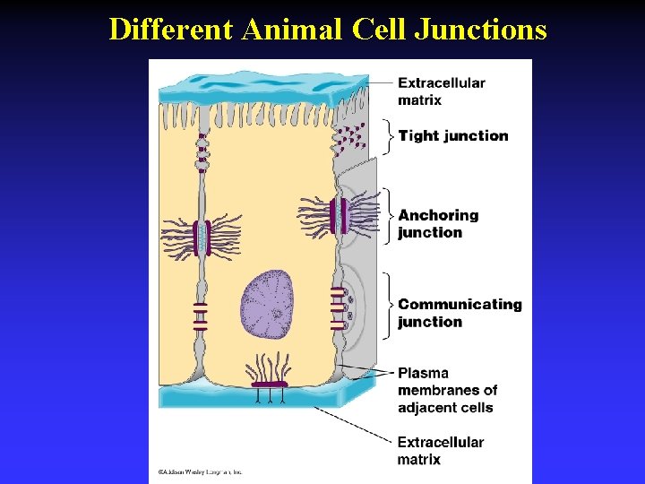 Different Animal Cell Junctions 
