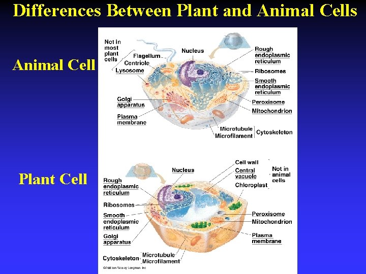 Differences Between Plant and Animal Cells Animal Cell Plant Cell 