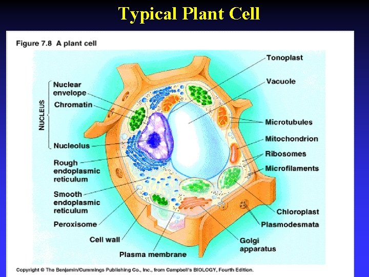 Typical Plant Cell 