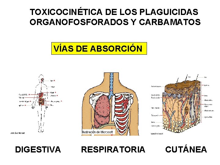 TOXICOCINÉTICA DE LOS PLAGUICIDAS ORGANOFOSFORADOS Y CARBAMATOS VÍAS DE ABSORCIÓN DIGESTIVA RESPIRATORIA CUTÁNEA 