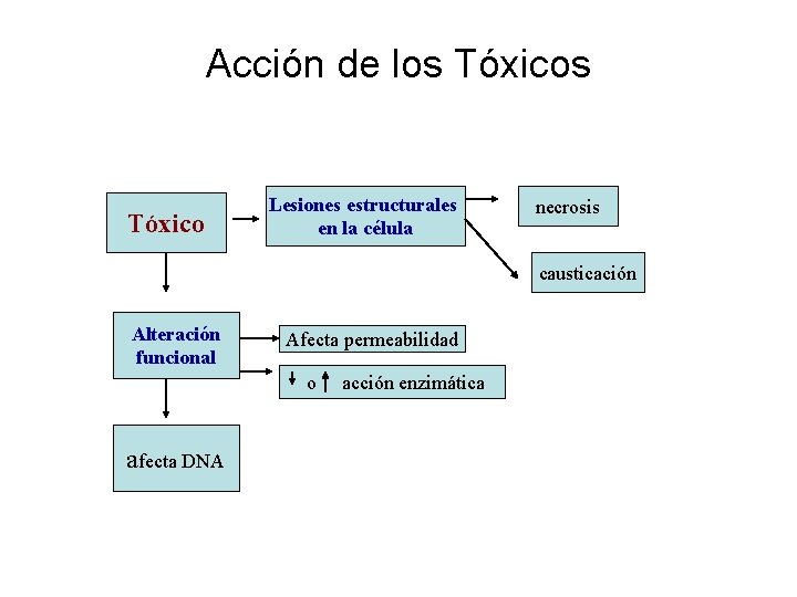 Acción de los Tóxico Lesiones estructurales en la célula necrosis causticación Alteración funcional Afecta