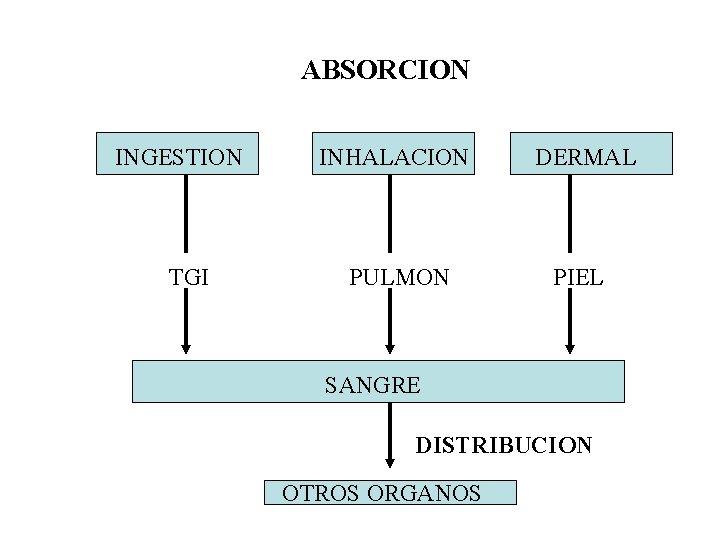 ABSORCION INGESTION TGI INHALACION PULMON DERMAL PIEL SANGRE DISTRIBUCION OTROS ORGANOS 