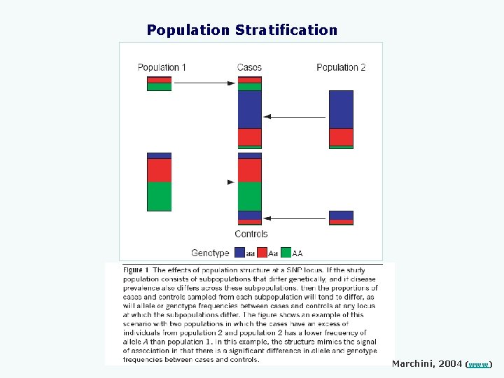 Population Stratification Marchini, 2004 (www) 
