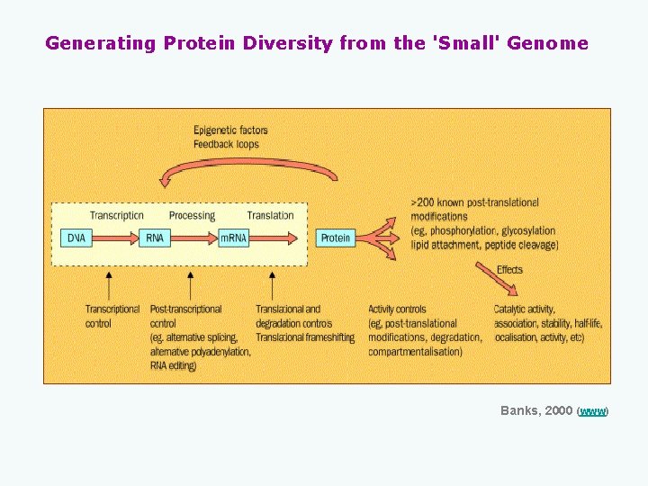 Generating Protein Diversity from the 'Small' Genome Banks, 2000 (www) 