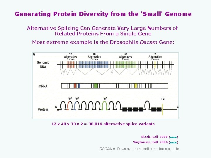 Generating Protein Diversity from the 'Small' Genome Alternative Splicing Can Generate Very Large Numbers