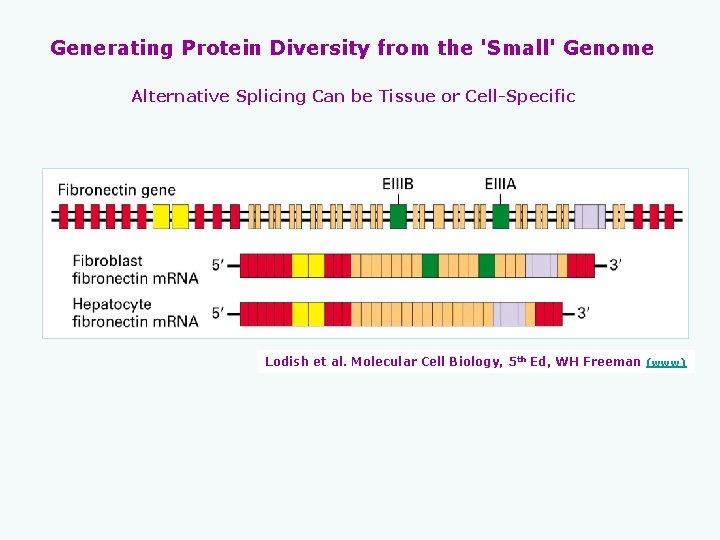 Generating Protein Diversity from the 'Small' Genome Alternative Splicing Can be Tissue or Cell-Specific