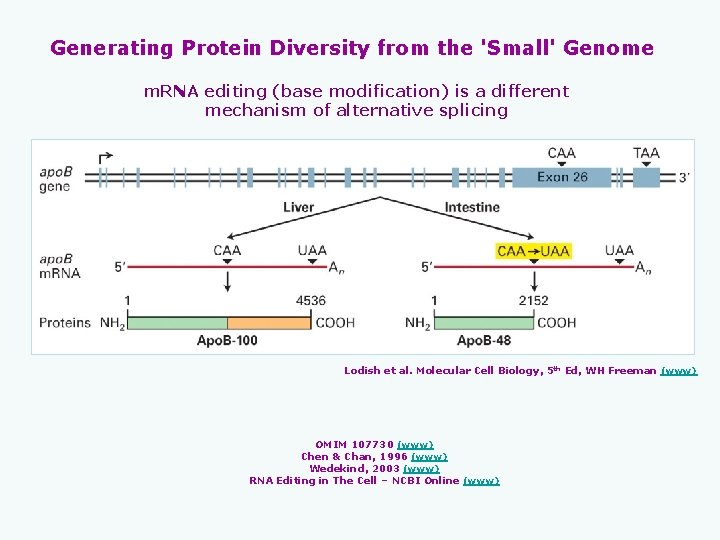 Generating Protein Diversity from the 'Small' Genome m. RNA editing (base modification) is a