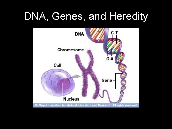 DNA, Genes, and Heredity 