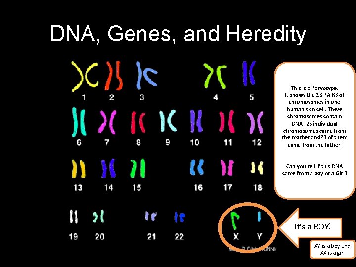 DNA, Genes, and Heredity This is a Karyotype. It shows the 23 PAIRS of
