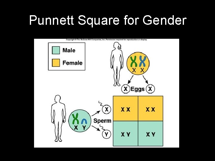 Punnett Square for Gender 