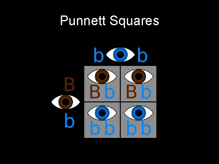 Punnett Squares 