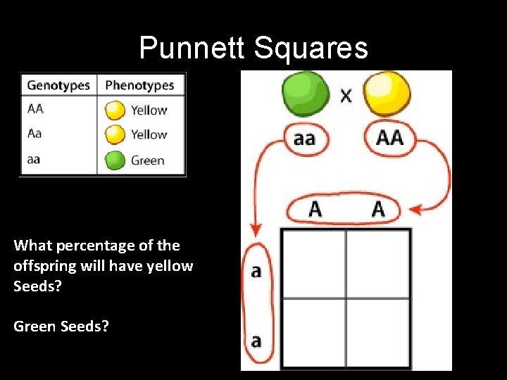 Punnett Squares What percentage of the offspring will have yellow Seeds? Green Seeds? 