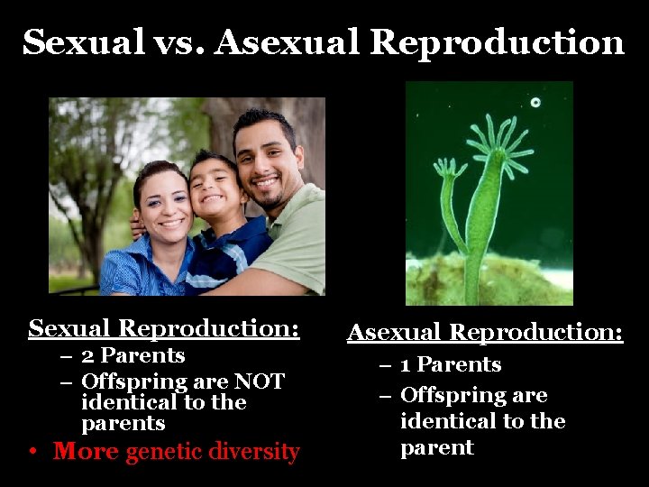 Sexual vs. Asexual Reproduction Sexual Reproduction: – 2 Parents – Offspring are NOT identical