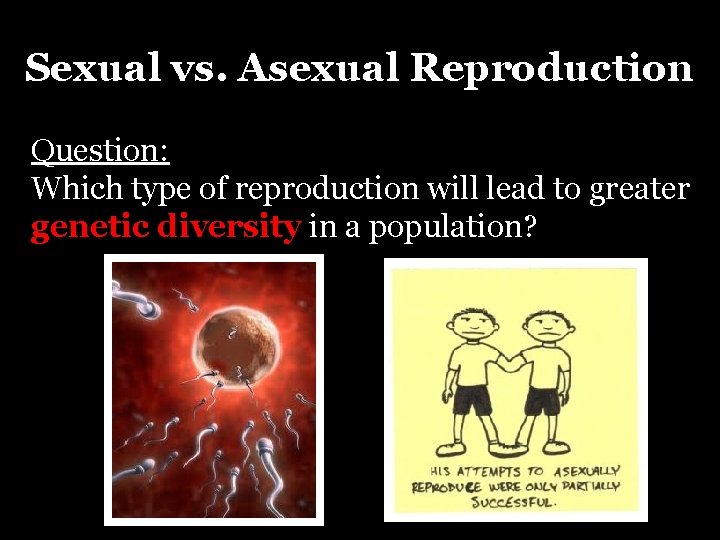Sexual vs. Asexual Reproduction Question: Which type of reproduction will lead to greater genetic