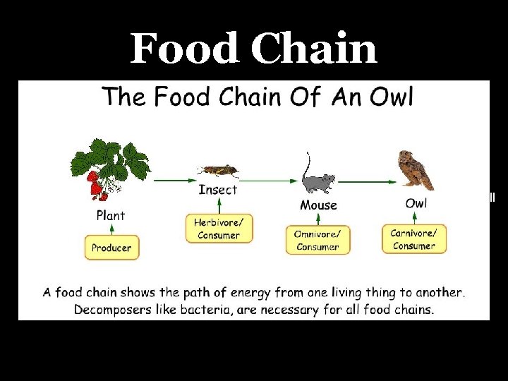 Food Chain • All organisms in an ecosystem • Arrows go in the direction