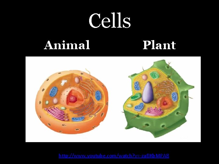 Cells Animal Plant http: //www. youtube. com/watch? v=-zaf. JKb. MPA 8 