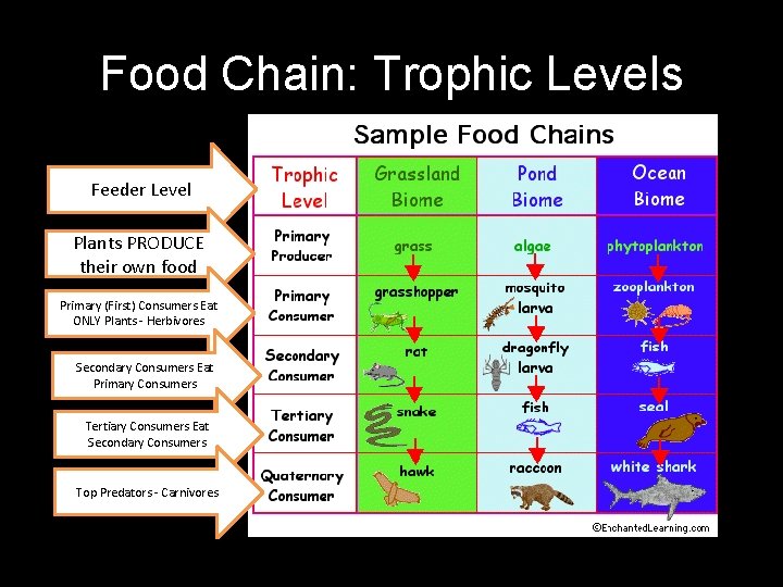 Food Chain: Trophic Levels Feeder Level Plants PRODUCE their own food Primary (First) Consumers