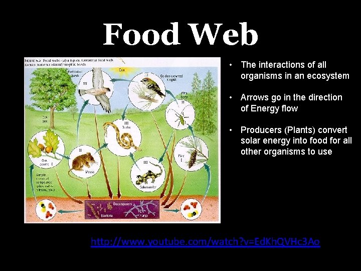 Food Web • The interactions of all organisms in an ecosystem • Arrows go