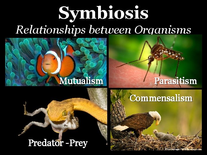 Symbiosis Relationships between Organisms Mutualism Parasitism Commensalism Predator -Prey 