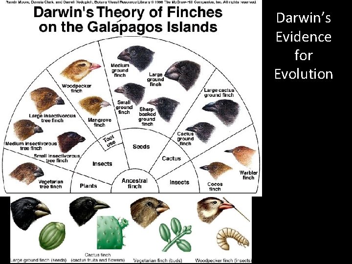 Darwin’s Evidence for Evolution 