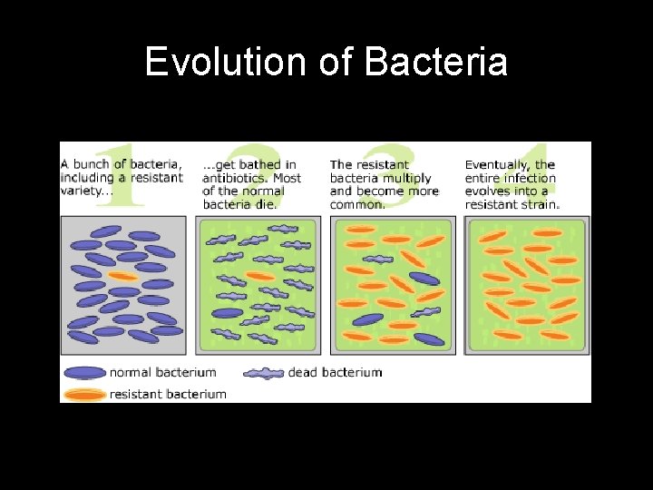 Evolution of Bacteria 