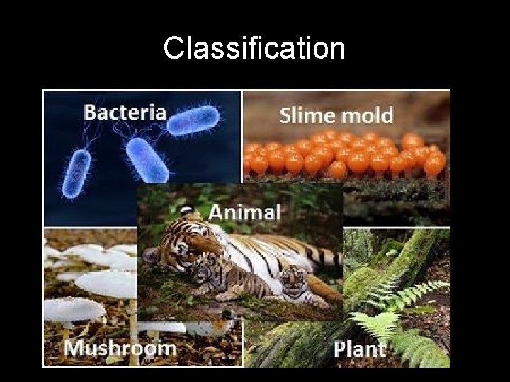 Classification 