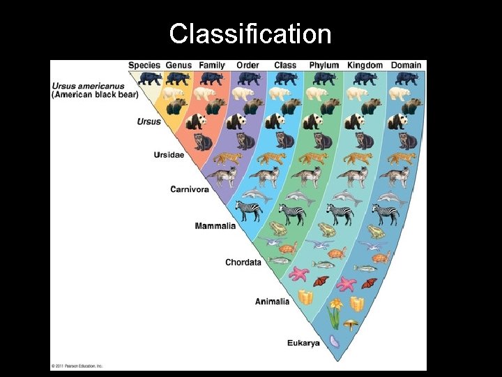 Classification 