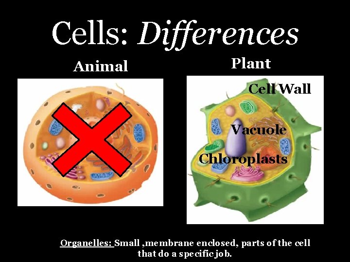 Cells: Differences Animal Plant Cell Wall Vacuole Chloroplasts Organelles: Small , membrane enclosed, parts
